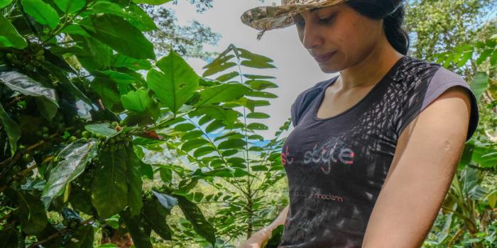 Víctimas productoras participarán en “Cauca Sabe a Café” Recogiendo café