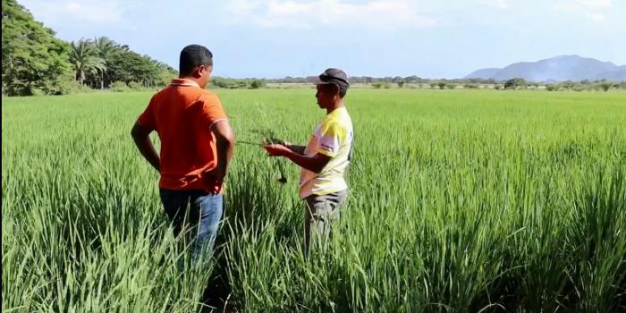 Con apoyo de la Unidad, Badillo rescata el ancestral cultivo de arroz Construcción de la infraestructura para el funcionamiento del molino de arroz.