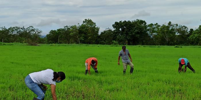 Centro de Caucheras, corregimiento de Mutatá, en Urabá