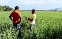 Construcción de la infraestructura para el funcionamiento del molino de arroz. 