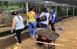 Vivero comercial de producción y comercialización de material vegetal de cacao, aguacate, forestales y ornamentales